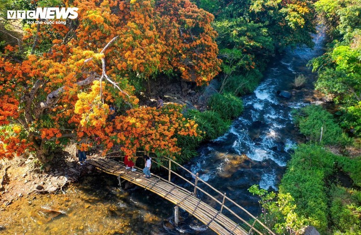 Bunga Trang Hutan Bermekaran - Keindahan Rimba Gia Lai Pun Terbangun - ảnh 3
