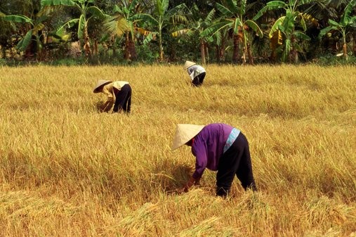 Colloque en ligne sur le développement rapide et durable du delta du Mékong  - ảnh 2