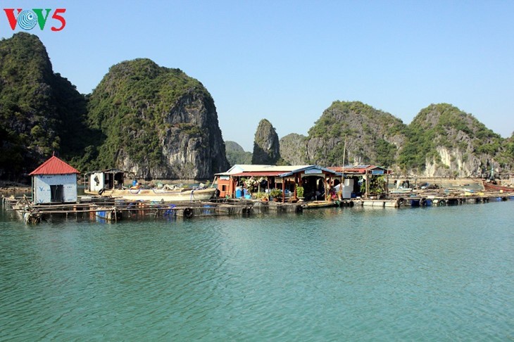 Cat Hai-l’île de la perle accueille plus de 2 millions de touristes - ảnh 2