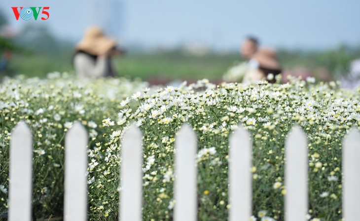 Hanoï accueille la saison des fleurs d’échinacée blanche - ảnh 11