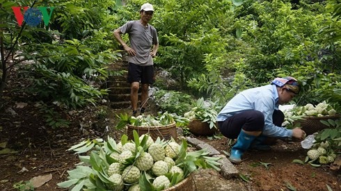 Chi Lang Custard Apple festival kicks off   - ảnh 1