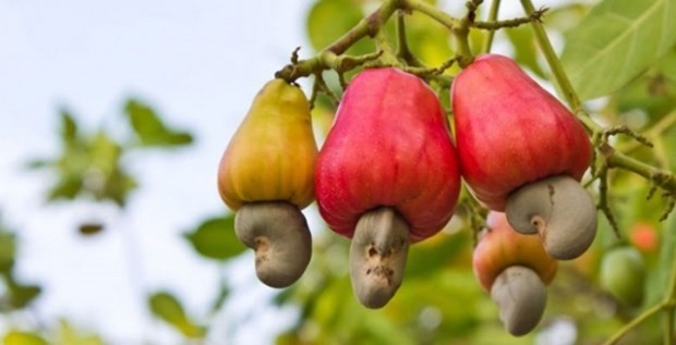 Vietnam’s cashew nut exports grow despite COVID-19 - ảnh 1