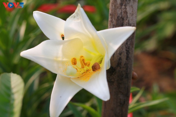 April - Bloom time for lilies - ảnh 5