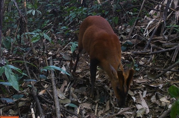 Rare muntjacs detected in Thanh Hoa’s Pu Hu Nature Reserve - ảnh 1