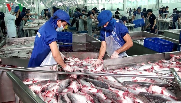 Kisah baru tentang ikan tanpa sisik  - ảnh 2