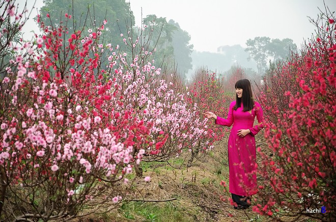 Memperkenalkan Desa-Desa Bunga Tradisional di Vietnam - ảnh 1