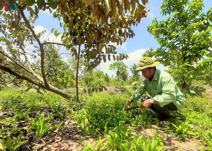 Daya hidup baru di Hutan U Minh Ha - ảnh 1