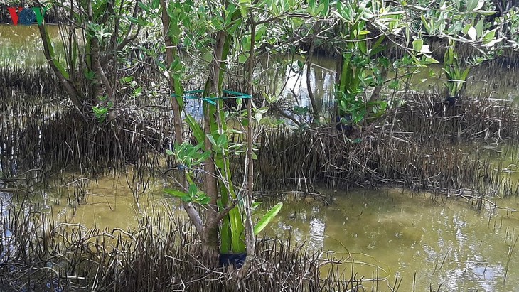 Pola ‘Pohon Buah Naga Memeluk Pohon Api-Api’ yang Khas Provinsi Ca Mau” - ảnh 2