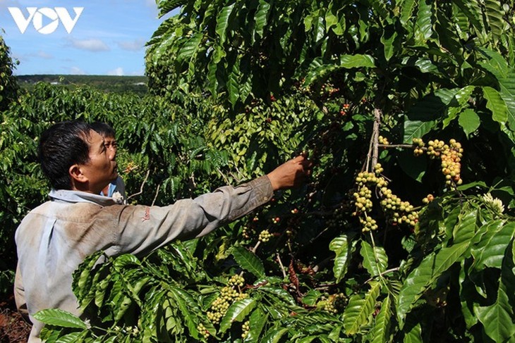 Para petani Provinsi Dak Lak menaruh kepercayaannya pada Konferensi Wicara dengan PM - ảnh 1