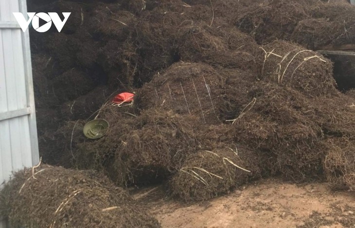 Budidaya Tanaman Cincau Hitam Berperan dalam Pengentasan dari Kelaparan dan Kemiskinan bagi Para Petani di Provinsi Cao Bang - ảnh 1