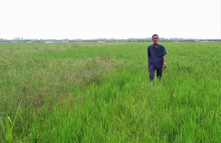 Para Petani Provinsi An Giang Menunggu Musim Air Pasang - ảnh 2