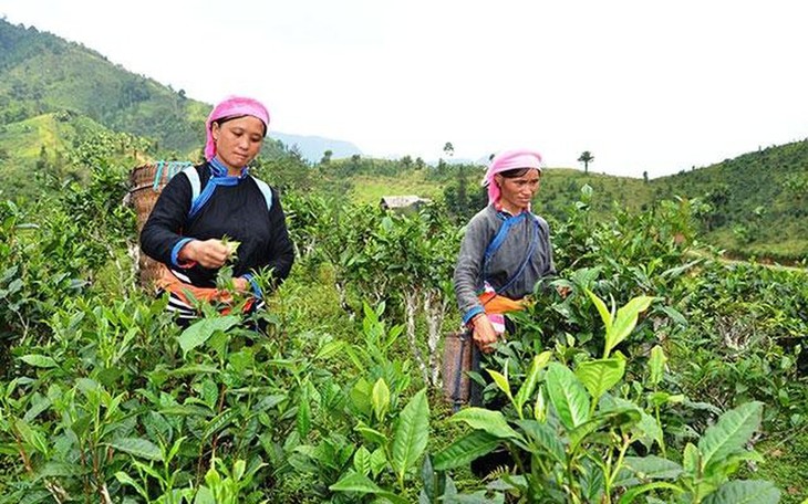 Program Setiap Kecamatan Satu Produk (OCOP) di Provinsi Lao Cai - ảnh 1