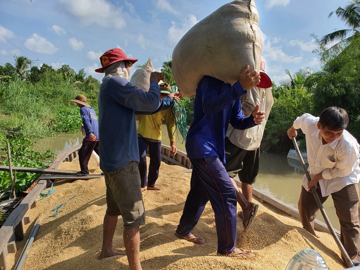 Masa Tanam Padi Musim Dingin-Musim Semi di Daerah Dataran Rendah Sungai Mekong Mencapai Keuntungan Besar - ảnh 2