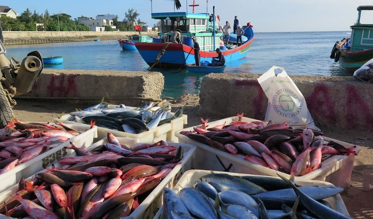 Desa Kue Ikan Ly Son - ảnh 1