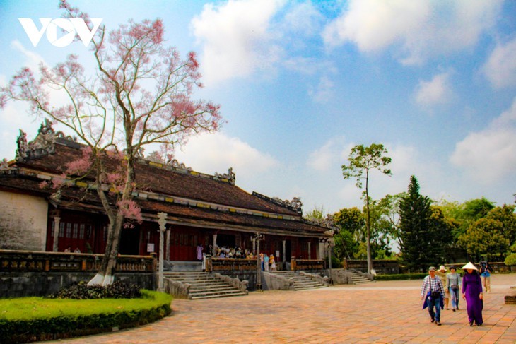 Asyik Pandangi “Bunga Pohon Parasol” (Ngo Dong)  Bermekaran di Benteng Hue  - ảnh 8