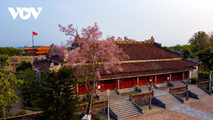 Asyik Pandangi “Bunga Pohon Parasol” (Ngo Dong)  Bermekaran di Benteng Hue  - ảnh 1