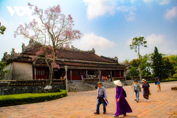 Asyik Pandangi “Bunga Pohon Parasol” (Ngo Dong)  Bermekaran di Benteng Hue  - ảnh 2