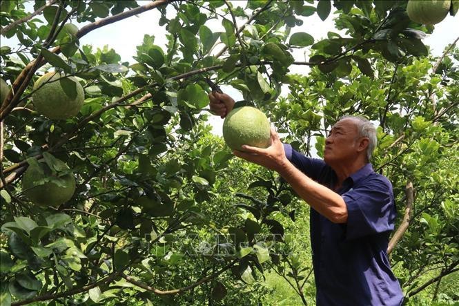 Hari Lansia Vietnam: Keindahan di Umur Sore Hari - ảnh 8