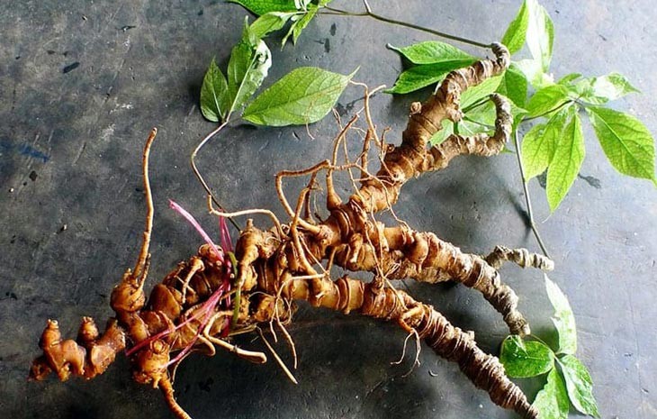 Perkenalan Sepintas tentang Karakteristik serta Kegunaan Ginseng Ngoc Linh dan Swadaya Masyarakat Asing di Vietnam - ảnh 1