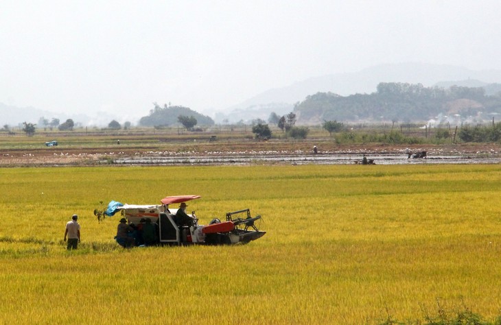 Musim Cukup Pangan di Persawahan Kabupaten Lak - ảnh 1