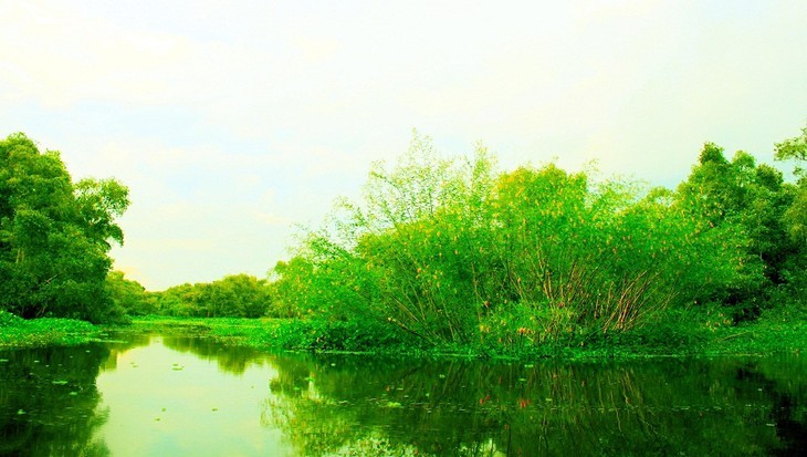 Keindahaan Hutan Bakau Tra Su di Provinsi An Giang - ảnh 9