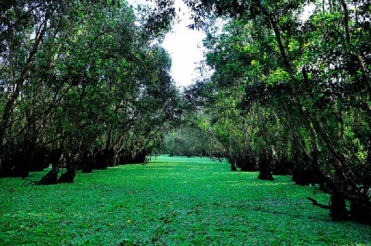 Keindahaan Hutan Bakau Tra Su di Provinsi An Giang - ảnh 2