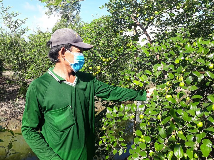 Apel Merah di Provinsi Soc Trang Mencapai Musim Panen Berlimpah Ruah dengan Harga Tinggi - ảnh 2