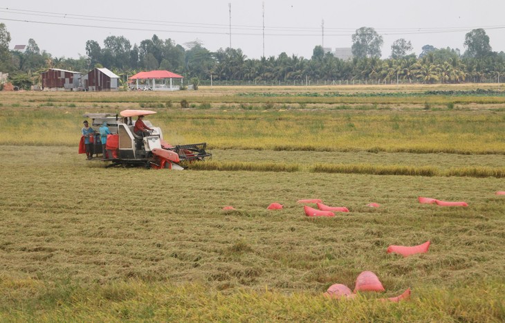 Provinsi An Giang Hubungkan dan Bantu Para Petani Pasarkan Padi - ảnh 1