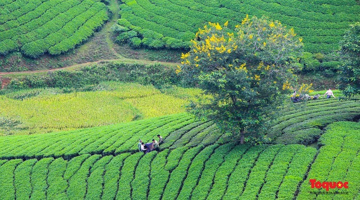 Keindahan Bukit Teh Long Coc, Provinsi Phu Tho - ảnh 11