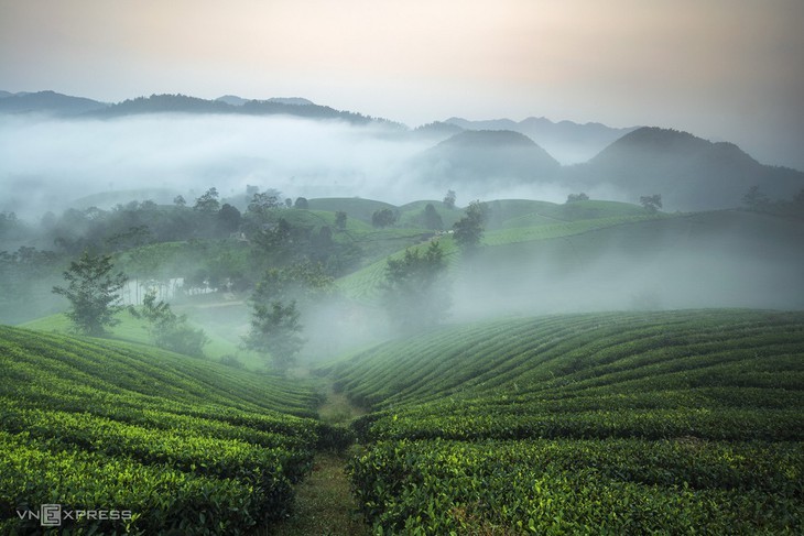 Keindahan Bukit Teh Long Coc, Provinsi Phu Tho - ảnh 12