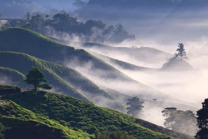 Keindahan Bukit Teh Long Coc, Provinsi Phu Tho - ảnh 3