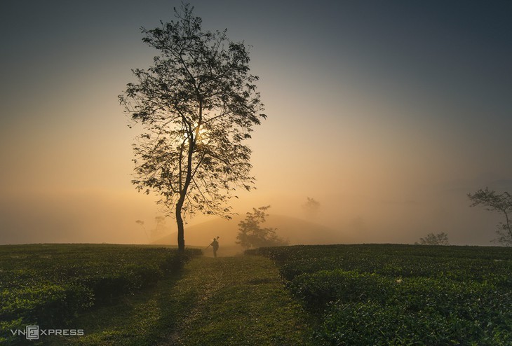 Keindahan Bukit Teh Long Coc, Provinsi Phu Tho - ảnh 6