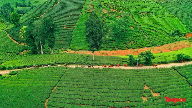 Keindahan Bukit Teh Long Coc, Provinsi Phu Tho - ảnh 8