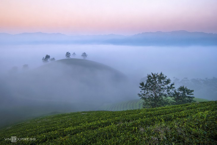 Keindahan Bukit Teh Long Coc, Provinsi Phu Tho - ảnh 9