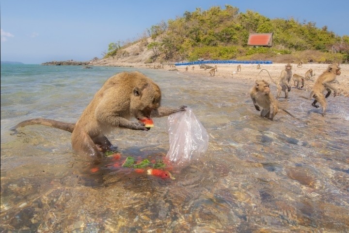 Bersinergi Memitigasi Sampah Plastik Laut - ảnh 2