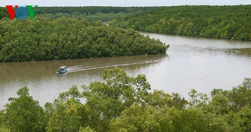 Das Biosphärenreservat Can Gio - ảnh 1