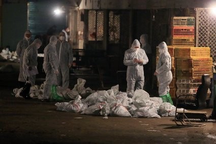 Zwei neue Infektionen mit Vogelgrippe-Virus H7N9 in Shanghai entdeckt - ảnh 1