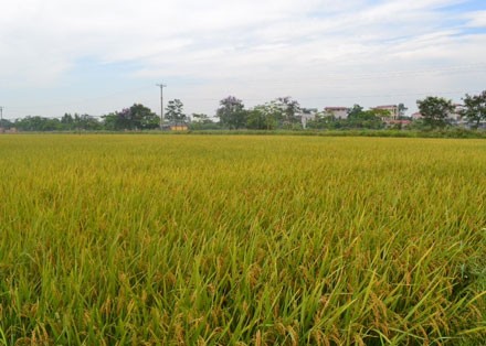 Modell der Neugestaltung ländlicher Räume in Thanh Van - ảnh 1