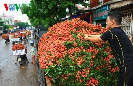 Litschiernte in Luc Ngan  - ảnh 12