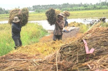 Seminar über Umstrukturierung des Reisanbaus im Mekong-Delta - ảnh 1