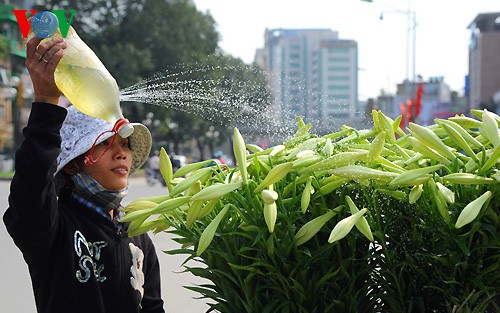 Die Lilien im Dorf Tay Tuu - ảnh 12