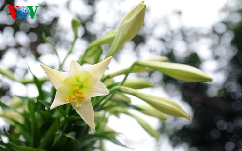 Die Lilien im Dorf Tay Tuu - ảnh 14