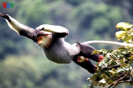 Eine einzigartige Fotosammlung über den König der Primaten - ảnh 20