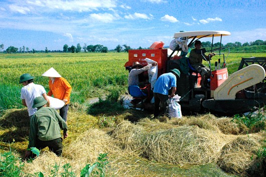 TPP, die Chance für die Restrukturierung der Landwirtschaft - ảnh 1
