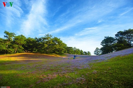 Ein Besuch in Da Lat, um Sonnenblumen anzuschauen - ảnh 11