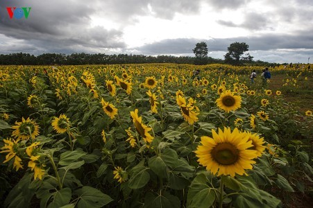 Ein Besuch in Da Lat, um Sonnenblumen anzuschauen - ảnh 5