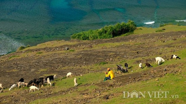 “Das grüne Paradies” Ly Son mitten im Ostmeer - ảnh 3