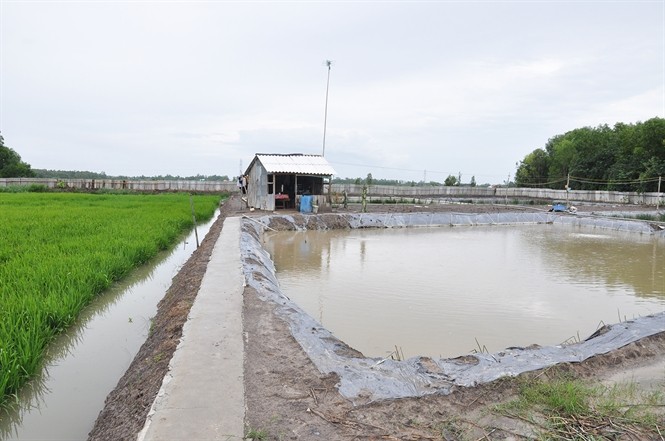 Effizientes und nachhaltiges Produktionsmodell von Reis und Garnelen - ảnh 1