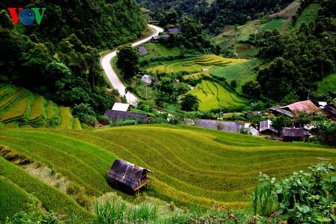 Reisernte in Mu Cang Chai - ảnh 9