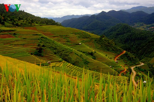 Reisernte in Mu Cang Chai - ảnh 10